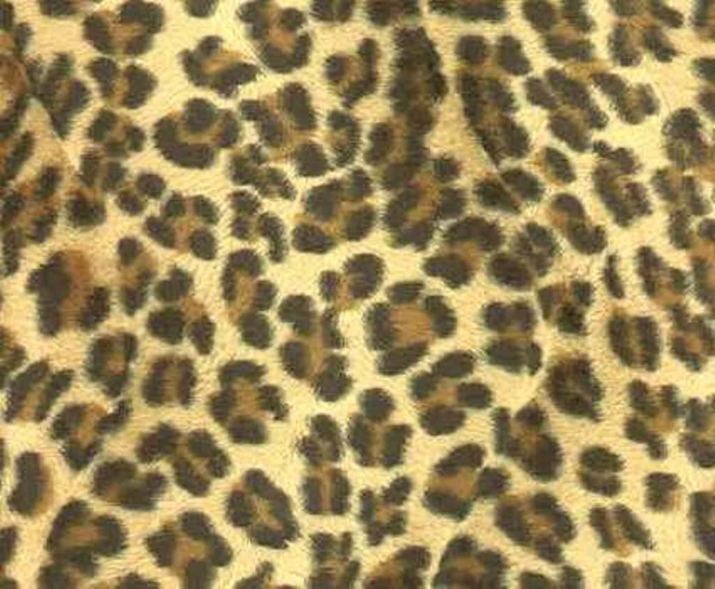 leopard_d